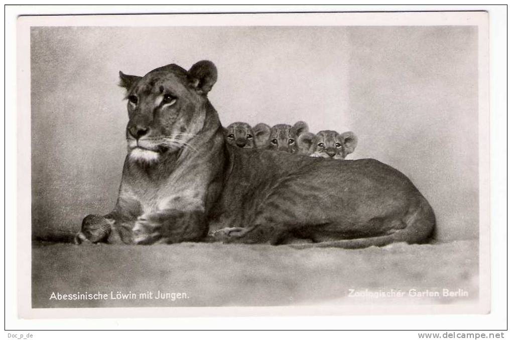 Deutschland - Zoologischer Garten In Berlin - Zoo - Abessinische Löwin Mit Jungen - Löwe - Lion - Tierpark - Leoni