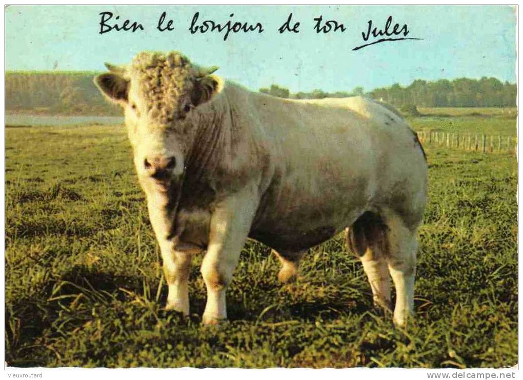 CPSM.  BIEN LE BONJOUR DE TON JULES...(TAUREAU). DATEE 1970. FLAME. DENTELLEE - Taureaux