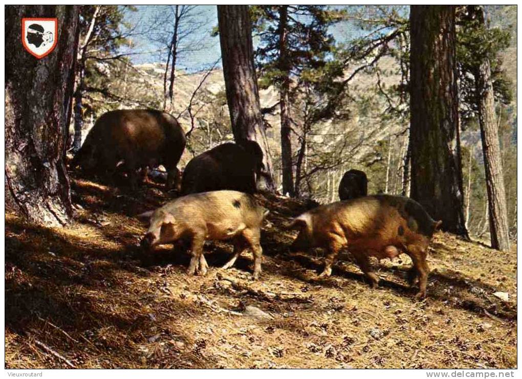 CPSM. CORSE ILE D'AMOUR. COCHONS EN LIBERTE DANS UNE FORET. - Cochons