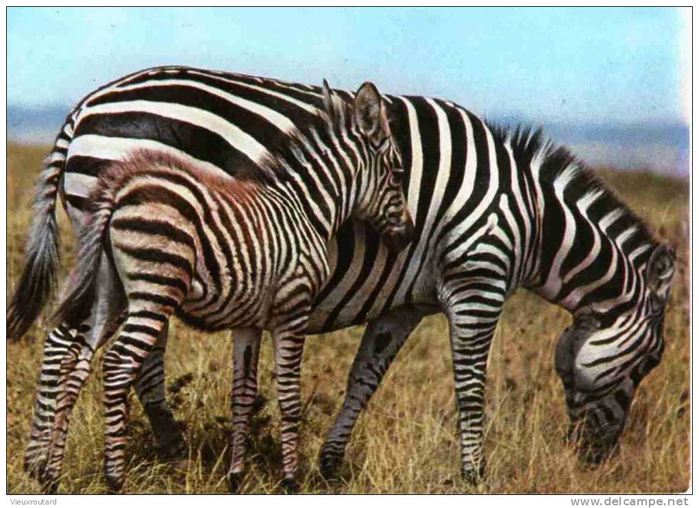 CPSM. ZEBRA . MOTHER AND BABY. ZEBRE MERE ET PETIT. DATEE 1984. KENYA - Zebre