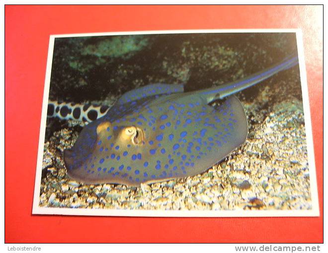 CPM -THEME ANIMAUX-POISSONS-AQUARIUM LA ROCHELLE-RAIE PASTENAGUE (TROPICALE)  -NON VOYAGEE-CARTE EN TRES BON ETAT - Fish & Shellfish