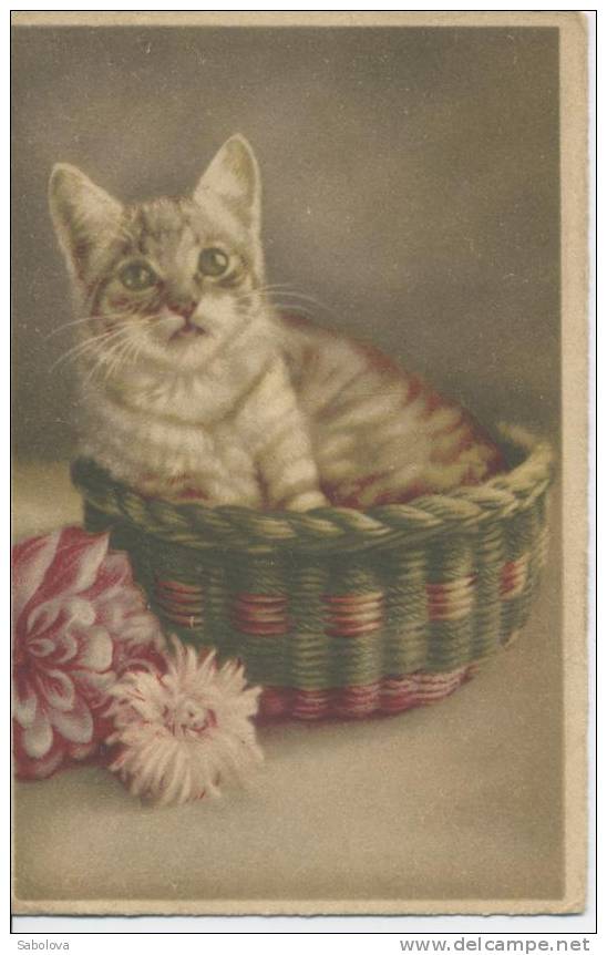 Chat Dans La Panière - Before 1900