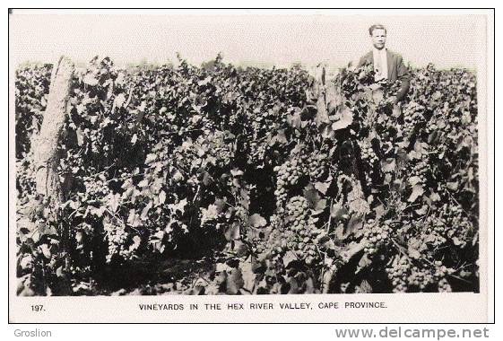 VINEYARDS IN THE HEX RIVER VALLEY CAPE PROVINCE 197 (HOMME DEANS LES VIGNES) - Afrique Du Sud