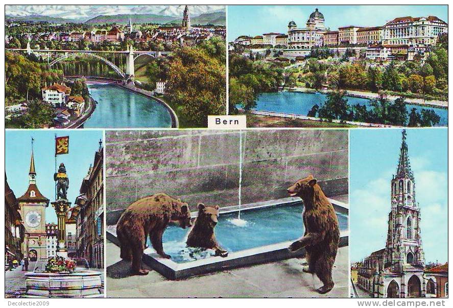 ZS653 Animals Fauna Ours Bears Bern Switzerland  Very Nice Card - Ours