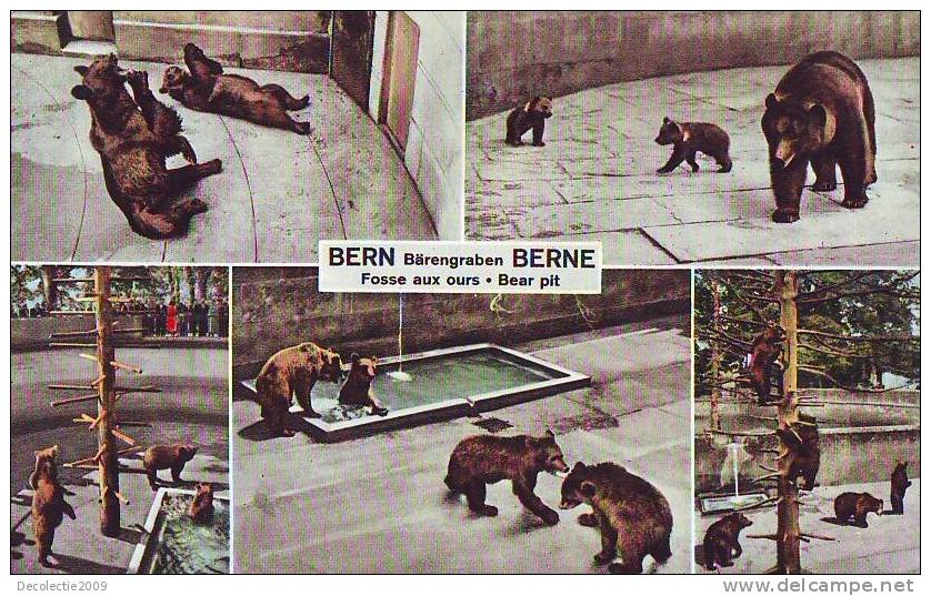 ZS652 Animals Fauna Ours Bear Pit Bern Switzerland  Very Nice Card - Ours