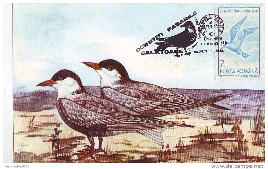 M35 Maximum Card Cartes Maximum Romania Birds Oiseaux Chlidonias Hybrida - Grey Partridge