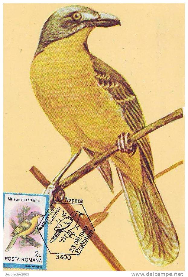 M37 Maximum Card Cartes Maximum Romania Birds Oiseaux Malaconotus Blanchoti - Sperlingsvögel & Singvögel