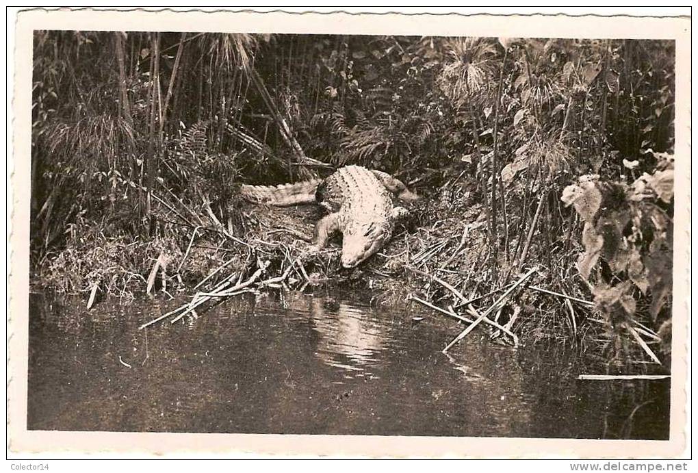 POINTE NOIRE  CAIMAN SUR LA RIVIERE LOEME - Pointe-Noire