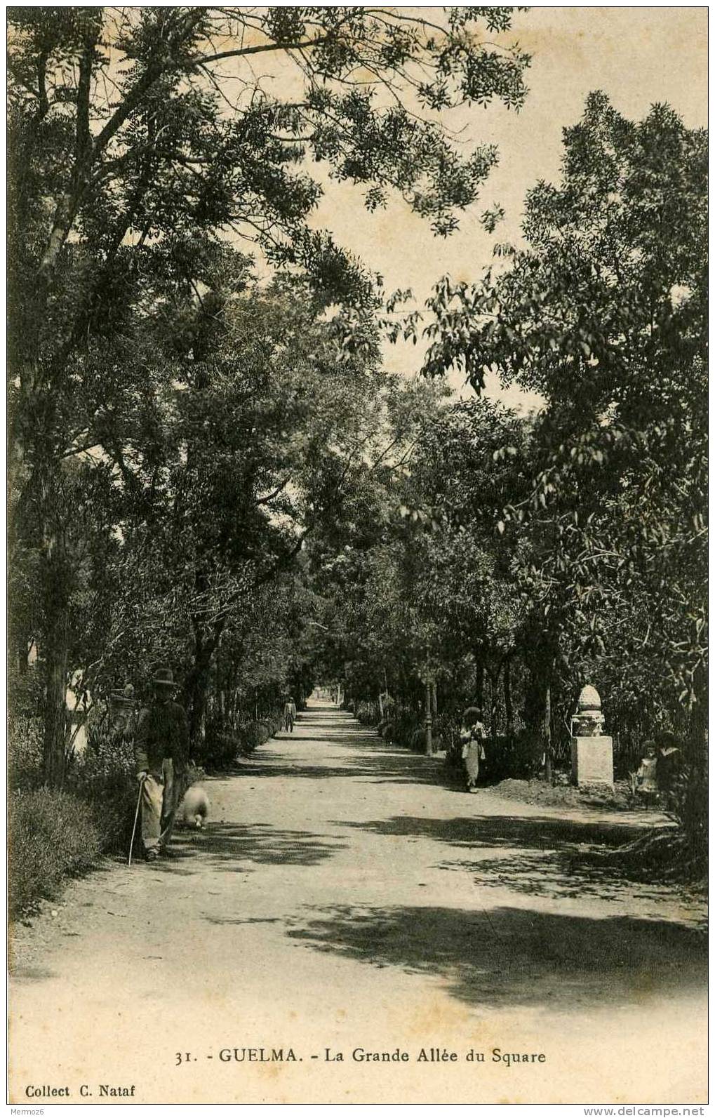 Guelma La Grande Allee Du Square 31 Collection Nataf Carte Precurseur Carte Animee - Guelma