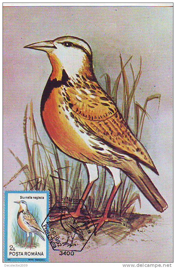 M47 Cartes Maximum Maxi Card Romania Bird Oiseaux Sturnella Neglecta Very Nice - Patrijzen, Kwartels