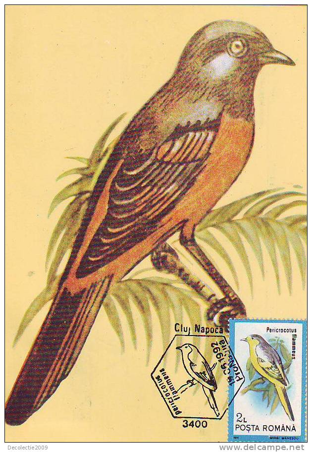 M38 Cartes Maximum Maxi Card Romania Bird Oiseaux Pericrocotus Flammeus Very Nice - Pernice, Quaglie