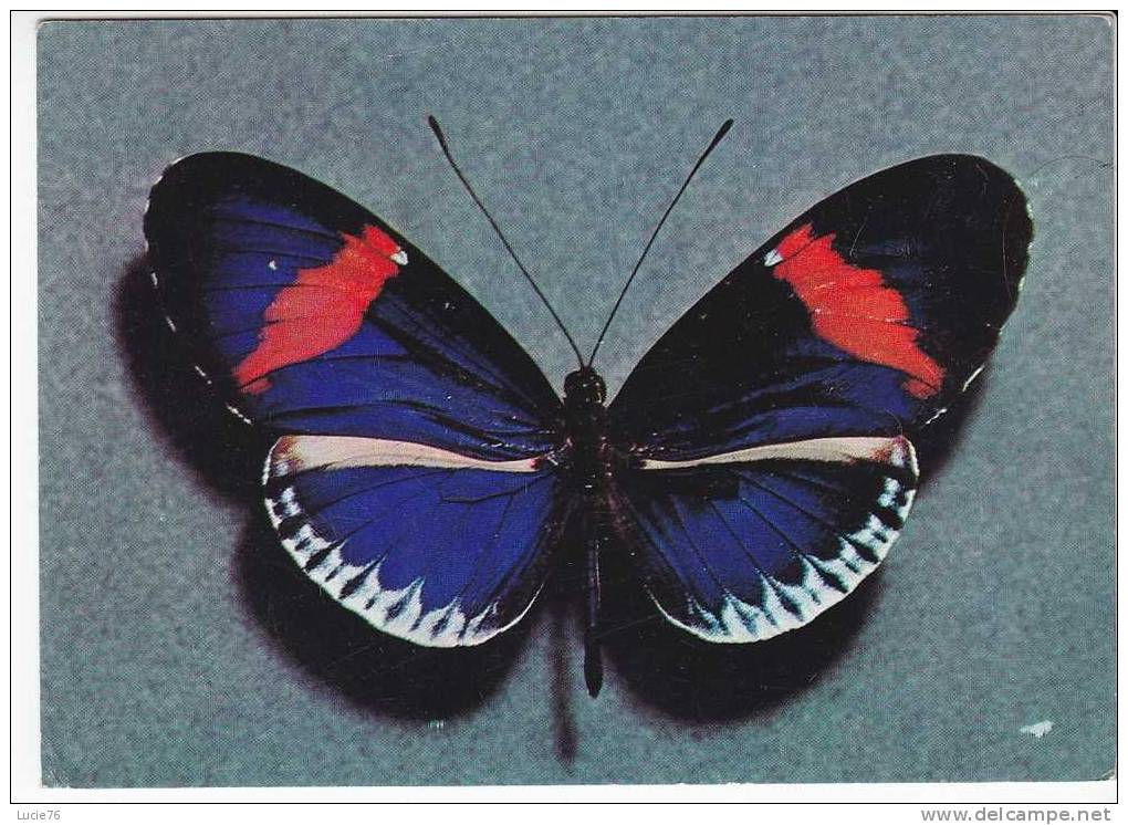 PAPILLON -  Heliconius Vulcanus (mâle) - Equateur - N°  Ti011266  . - Papillons