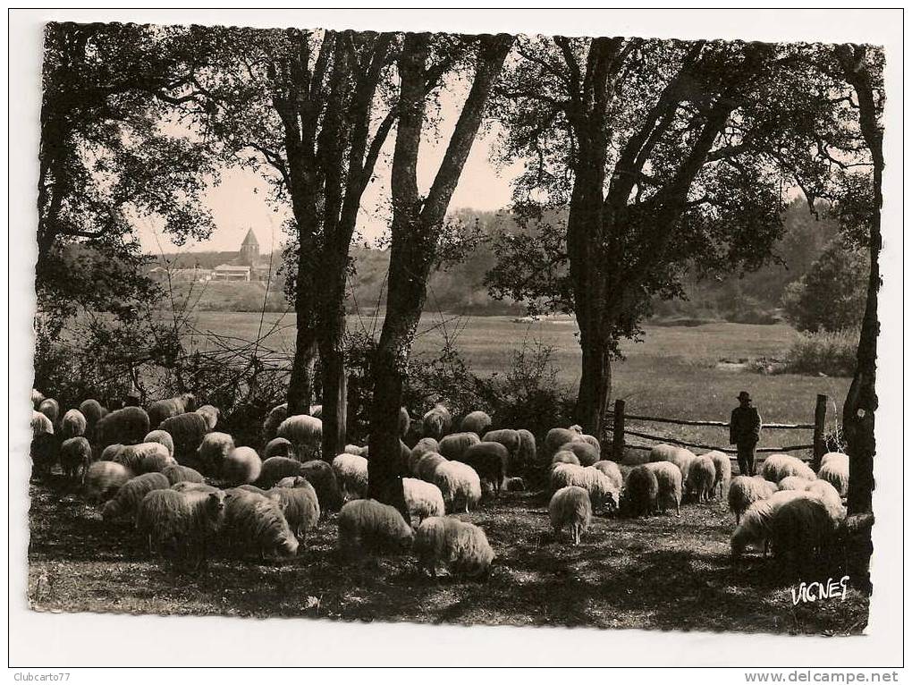 Castets-des-Landes (40) : Moutons Et Leur Berger Sous Les Chênes Lièges Environ  1950 (animée). - Castets