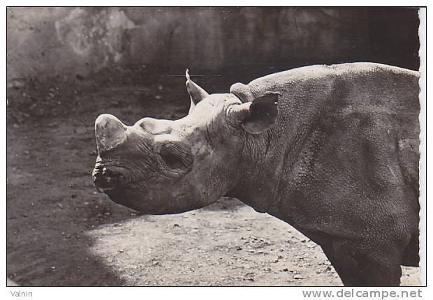 Rhinoceros - Neushoorn