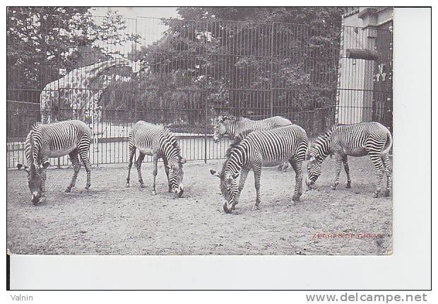 Zebres De Grevy - Zebras