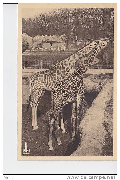 Girafe Piralta Et Girafe Tippelskirki - Giraffes