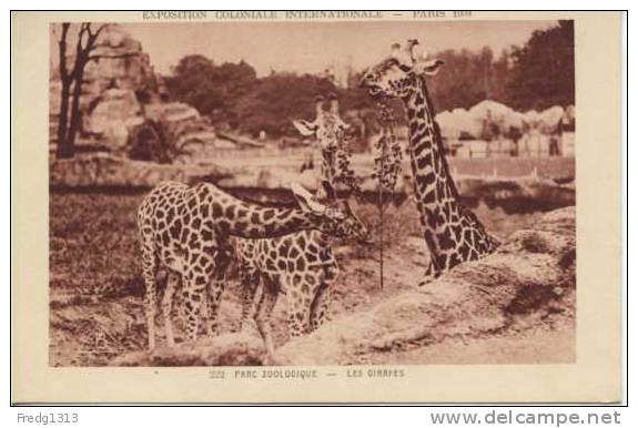 Animaux - Girafes - Zoo Expo Coloniale Paris 1931 - Giraffes