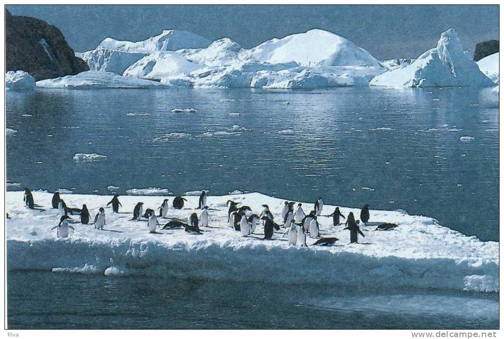 Entier Postal  N°1 - TAAF : Terres Australes Antarctiques Françaises