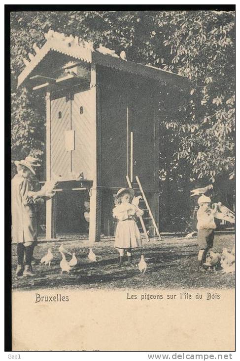 Belgique --- Bruxelles --Les Pigeons Sur L´ile Du Bois - Parks, Gärten