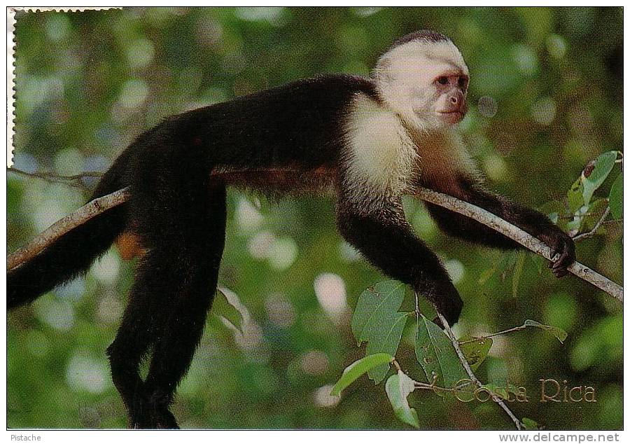 Costa Rica - Monkey Singe - Capuchin - Circulée - Used - Monos