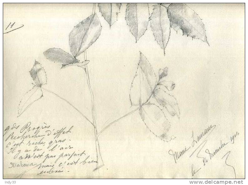 - ETUDE DE HOUX . DESSIN D´ELEVE AU CRAYON . SIGNE ET DATE 1904 - Drawings