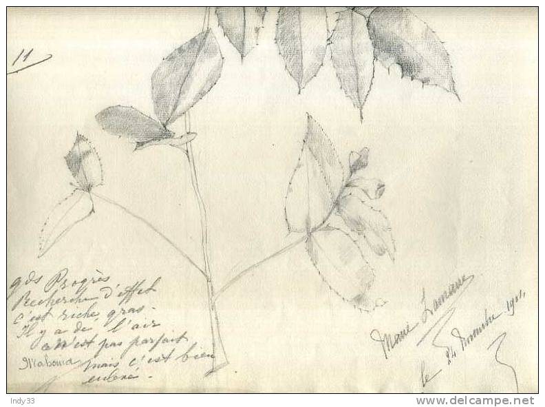 - ETUDE DE HOUX . DESSIN D´ELEVE AU CRAYON . SIGNE ET DATE 1904 - Dibujos