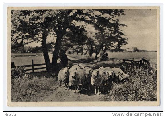 Texel Schapen In ´t Laantje Van Brakenstein - Texel