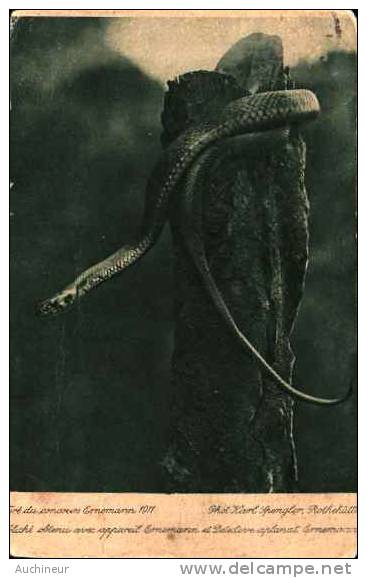 Serpent - Concours De Photographie Ernemann 1911 Par Karl Spengler - Autres & Non Classés