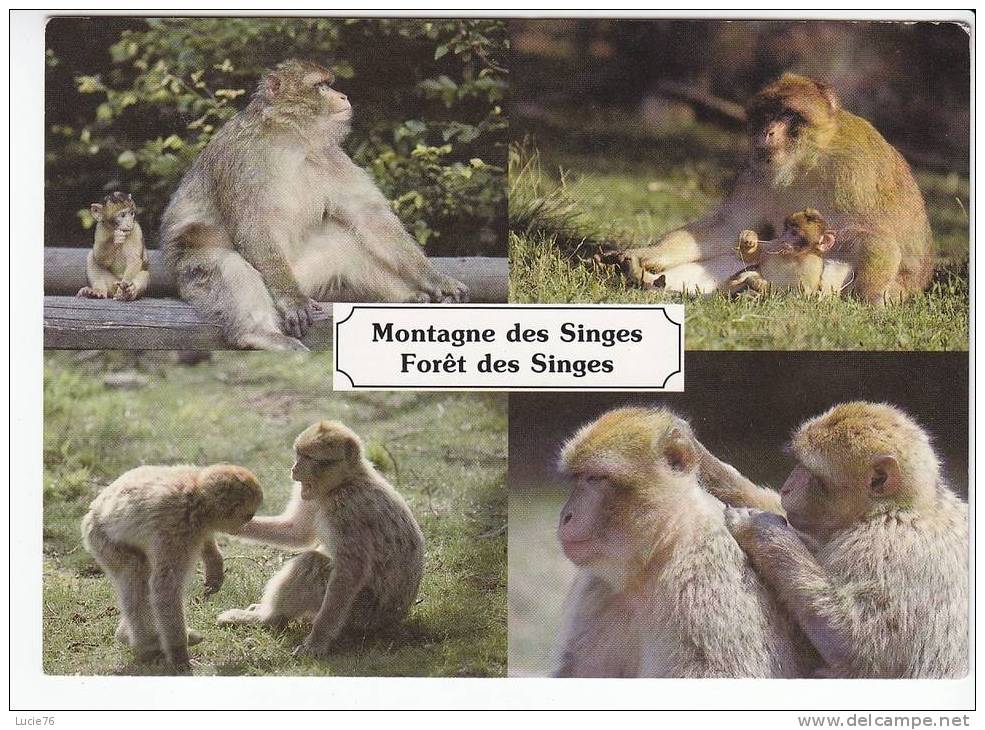 KINTZHEIM  -   ROCAMADOUR     -  La Montagne Des Singes  -  4 Vues - Scimmie