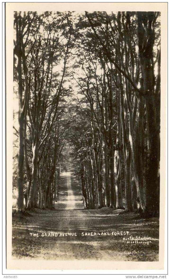 Real Photo, Echte Foto, Vraie Photo, Grand Avenue, Savernake Forest Hungerford C 1905 Hunt's Studios Marlborough - Autres & Non Classés