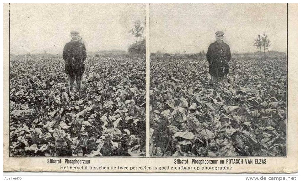 Proef Op Voederbieten J. Van Laere (bettas Fourragères, Betteraves) Molenbeersel Kinrooi Limburg - Kinrooi