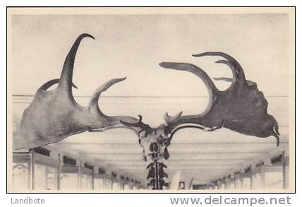 Musée Royal D´Histoire Naturelle Bruxelles - 9 - Salle Des Squelettes Et Moulages - La Tête Du Grand Cerf D'Irlande - Museums