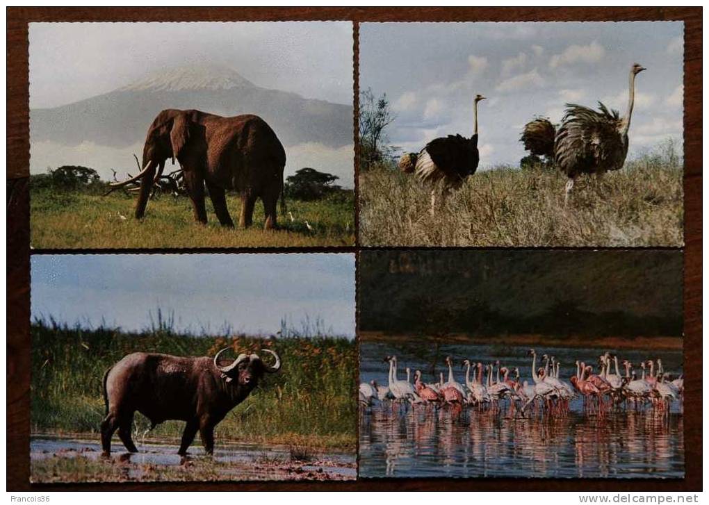 Lot De 4 Cartes CPSM D'animaux D'Afrique - Autruches Eléphant Buffle Flamants Rose - Cartes Vierges - Éléphants