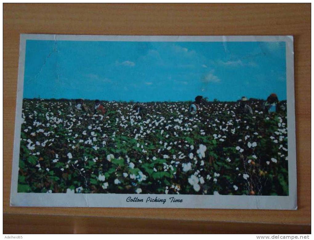 Cotton Picking Time - Black Americana