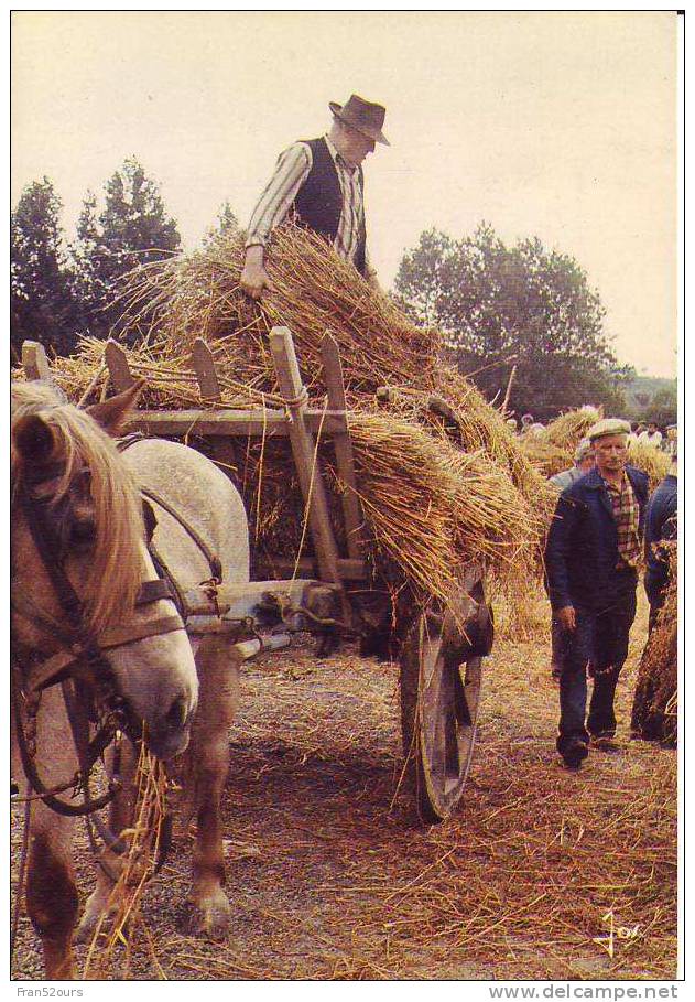 Moisson Traditionnelle - Cultures