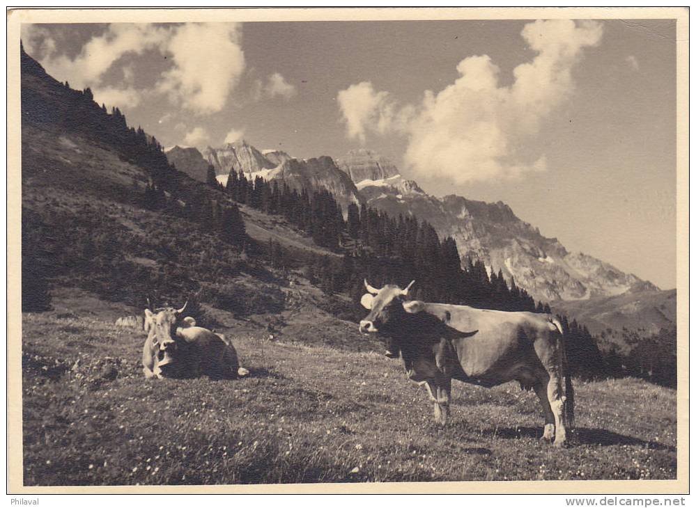 Braunwald : Der Schöne Ferienwort - Des Vaches - Cp.10 X 15 Cms. Oblitérée Le 12.VIII.1944 - Braunwald
