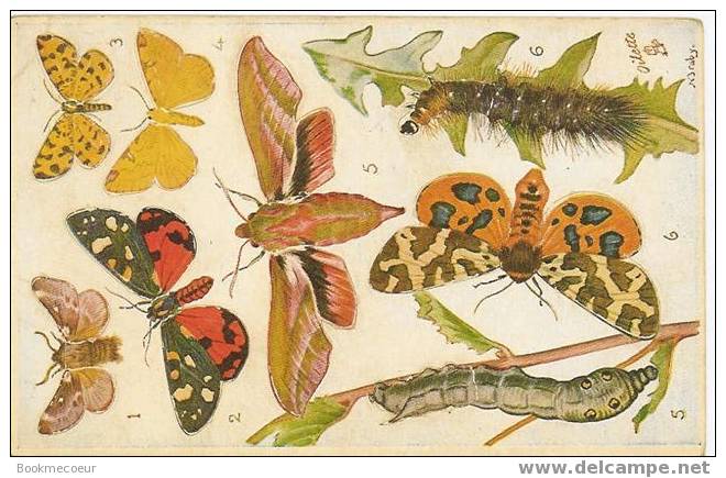 PAPILLONS  EXEPTIONNELLE CARTE A DECOUPER TUCK´S POST CARD N° 3390   N°A 542 - Papillons