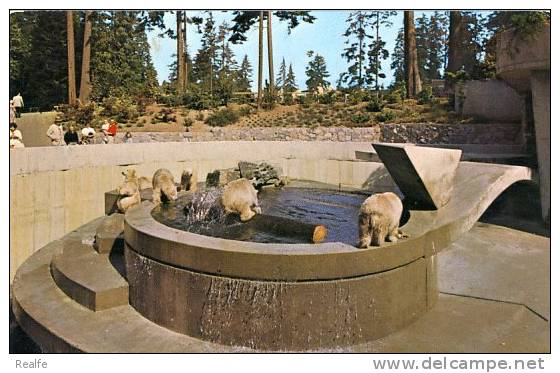 Bear Polar Bear Ours Polaire Cubs At Play  Oursons Jouent In  Stanley Park Zoo, B.C. , Canada - Osos