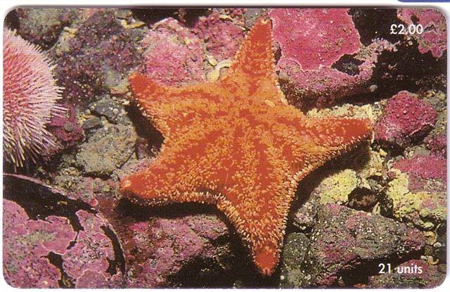 STARFISH (  Isle Of Man ) * Etoile De Mer Asterie Estrella De Mar Seestern Stella Di Mare * Star Fish Sea Urchin Oursin - Man (Isle Of)