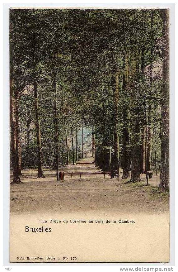 CPA Précurseur _ Bruxelles _ La Drève De Lorraine Au Bois De La Cambre.  TBon Etat - Bossen, Parken, Tuinen