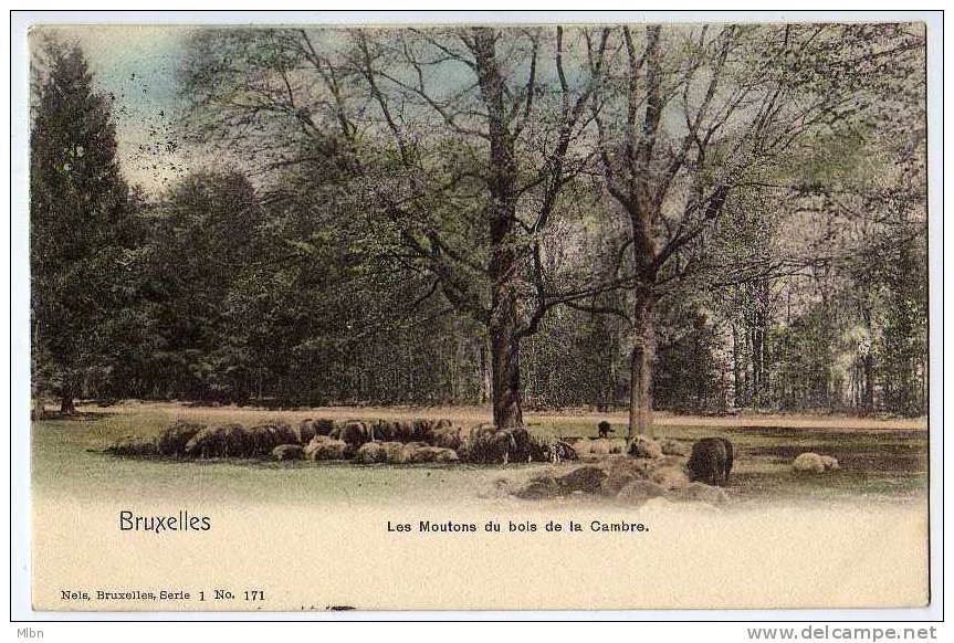 CPA Précurseur  Bruxelles  Les Moutons Du Bois De La Cambre.  TBon Etat - Forêts, Parcs, Jardins