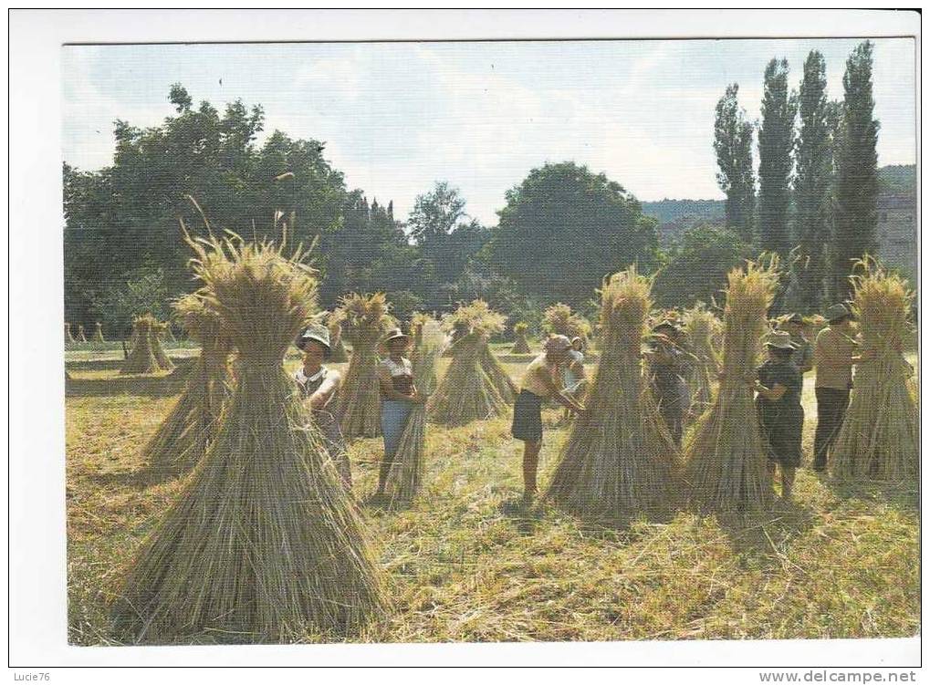 Les Petis Métiers De Chez Nous -  LES MOISSONS  -  N° T 10    . - Cultures