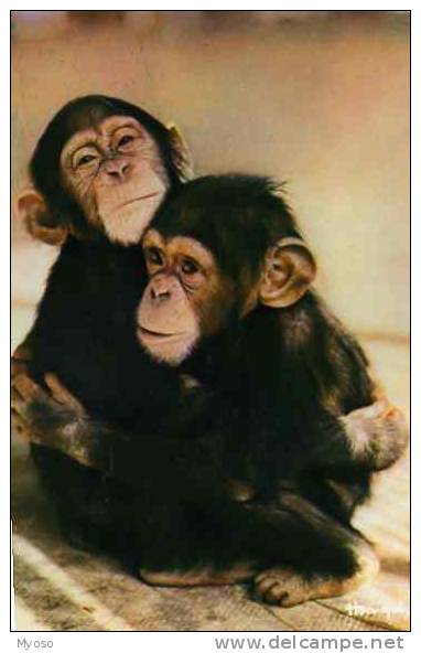 Faune Africaine Maman Et Bebe Singe - Scimmie