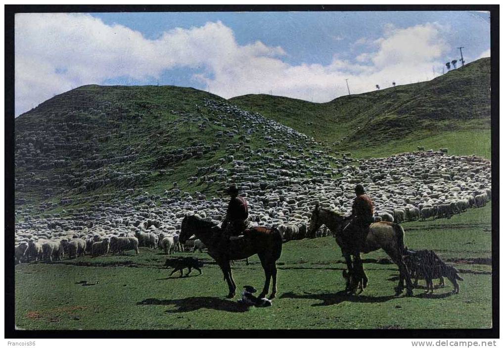 A Sheep Muester - Bergers De Moutons  - New Zealand - Nouvelle Zélande - Shepherds - Nouvelle-Zélande