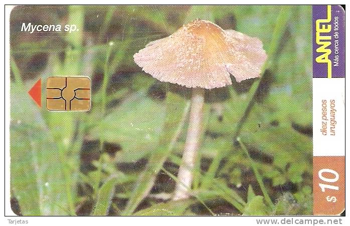 158  TARJETA DE URUGUAY DEL HONGO MYCENA (MUSHROOM-SETA) - Uruguay