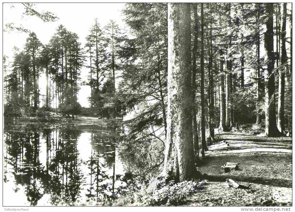 MOUSSEY Vosges 88 : Lac De La MAIX 1965       Forêt Arbres - Moussey