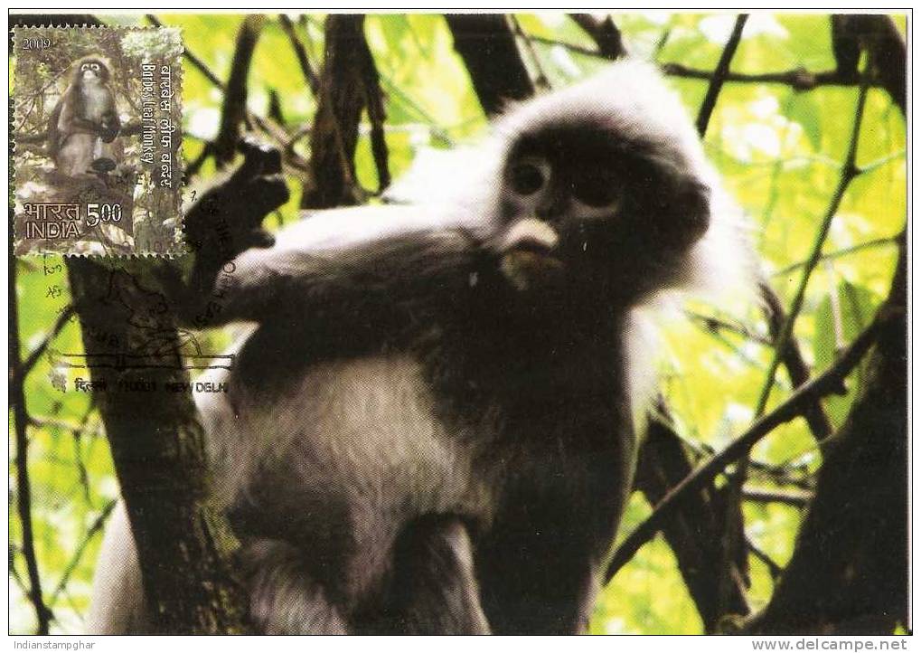 Pvt.Maxim Card,Leaf Monkey,Indien First Day Cancelled, As Per Scan - Singes