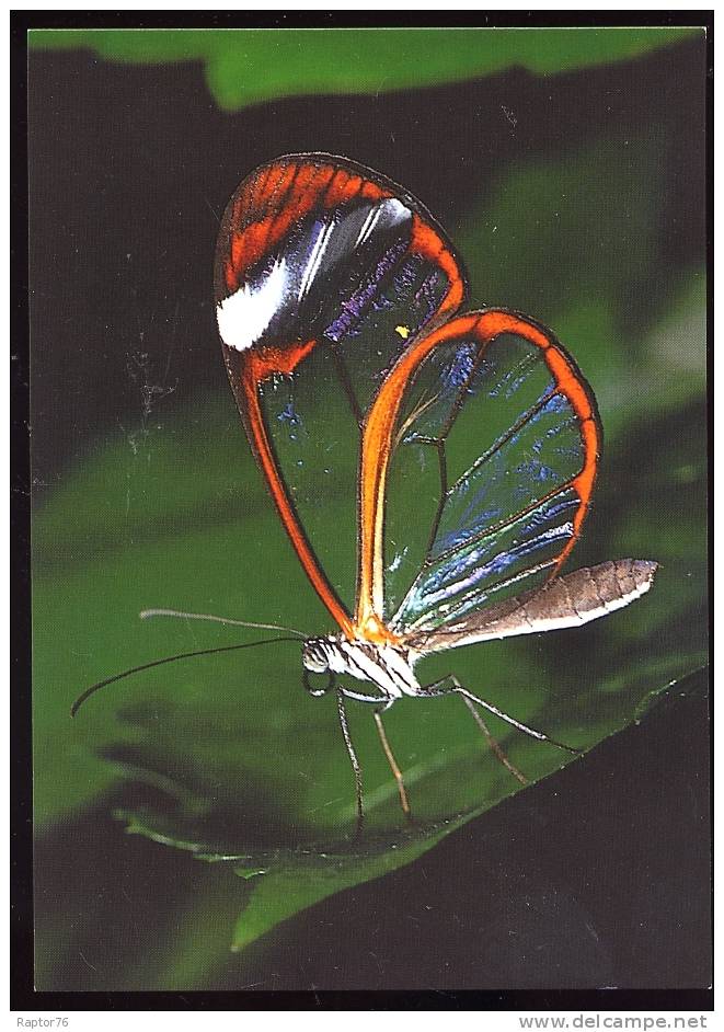 CPM  Animaux  PAPILLON - Mariposas