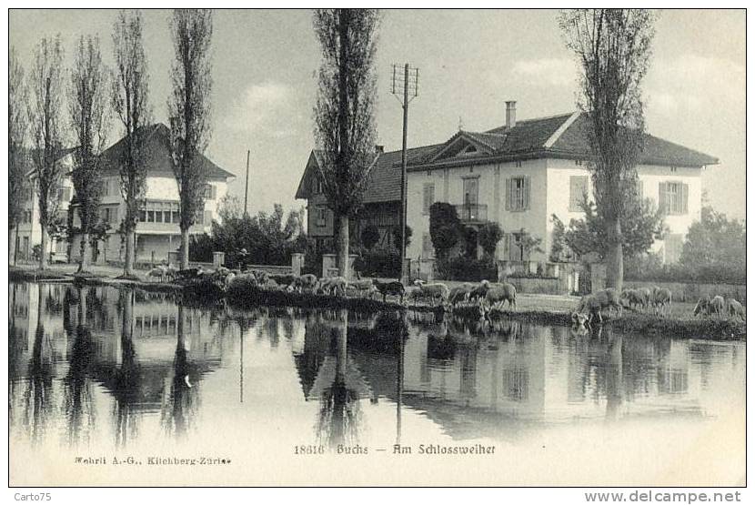 Suisse - Buchs - Panorama - Elevage Moutons - Buchs