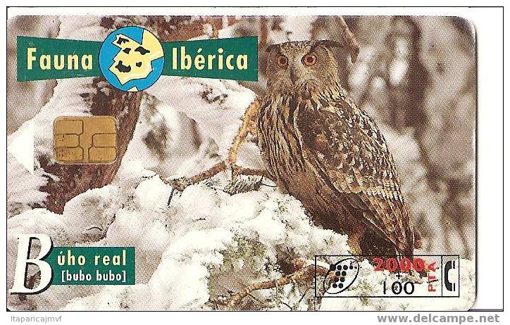 Hibou Espagne - Aigles & Rapaces Diurnes